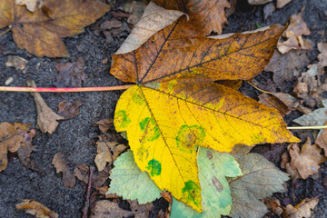 A maple leave with autumn colors