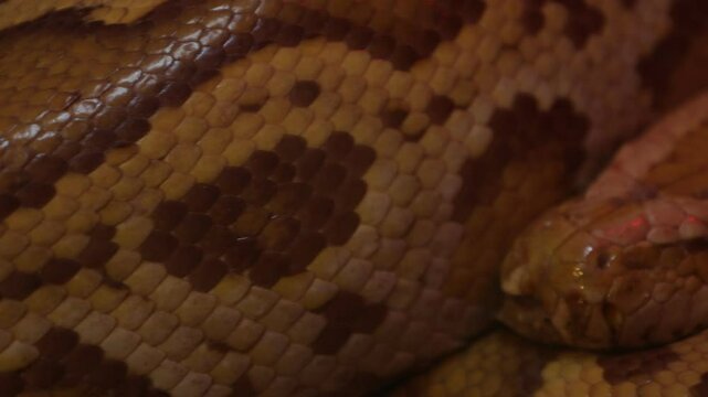 close up of a python