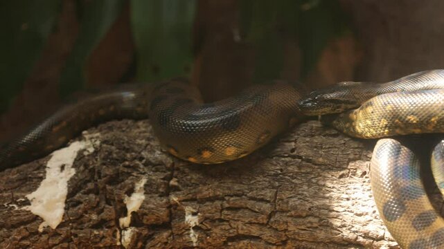 snake on a tree