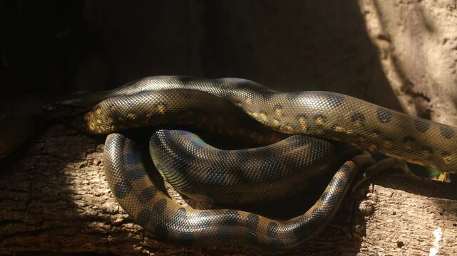 close up of a anaconda 