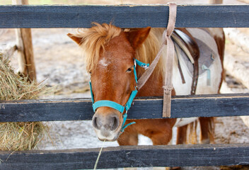 A brown and white horse with a blue halter is eating hay