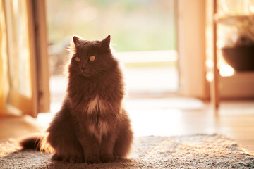 Long-haired cat in bright indoor light