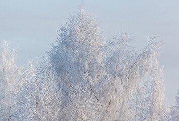 A snowy forest with trees covered in snow