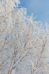 A tree with a lot of snow on it is in front of a blue sky