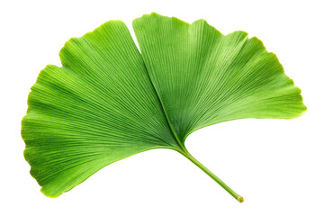 Green Ginkgo Leaf Isolated on Transparent Background