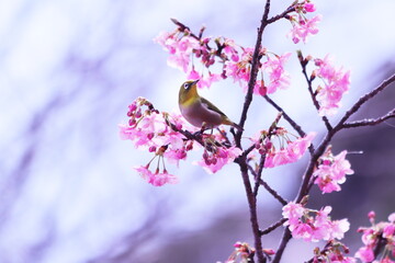 ピンク色の河津桜と可愛いメジロ