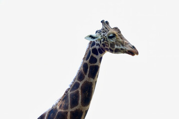 キリン