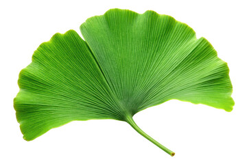 Green Ginkgo Leaf Isolated on Transparent Background