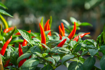 The fruit of Chili Spur Pepper (also known as Capsicum, Chilies, Green Pepper, Paprika, Tabasco, Cayenne, Thai Dragon Chile, Spur, or Long Cayenne) is from the organic farm.