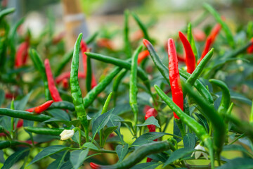 The fruit of Chili Spur Pepper (also known as Capsicum, Chilies, Green Pepper, Paprika, Tabasco, Cayenne, Thai Dragon Chile, Spur, or Long Cayenne) is from the organic farm.