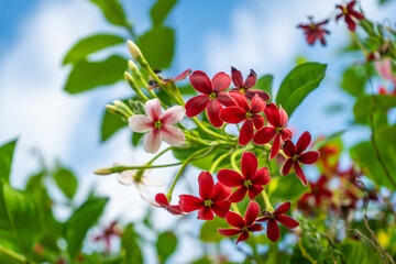 The beautiful flower of the Rangoon Creeper, also known as Chinese Honeysuckle or Drunken Sailor, has a pleasant fragrance.