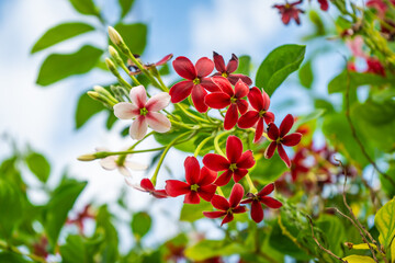 Obraz premium The beautiful flower of the Rangoon Creeper, also known as Chinese Honeysuckle or Drunken Sailor, has a pleasant fragrance.