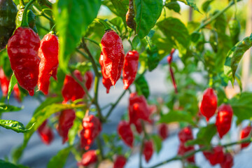 The red fruit of the Ghost Pepper (Capsicum Chinense) has a spiciness level of 800,000 Scoville...
