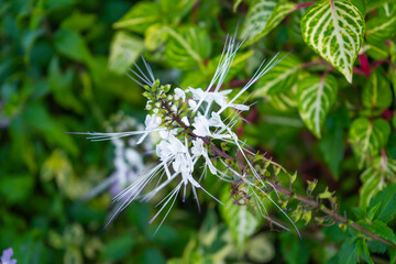 The white flower of the Java tea or kidney tea plant is an herb in the garden.