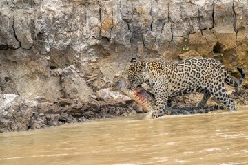 Jaguar with a captured caiman in the Pantanal