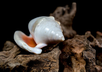 Strombus Gigas seashell on Driftwood