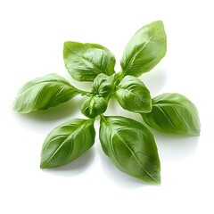 Obraz premium Create an ultra-realistic photograph of fresh basil leaves on a white background