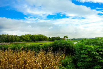 Obraz premium Fertile cassava plantation near the headwaters of Cengklik reservoir