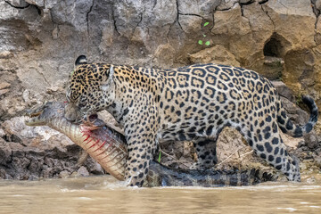 Jaguar with a captured caiman in the Pantanal