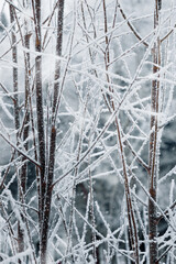 Winter branches trees snow covered, detailed close-up white frost branches with delicate ice crystals as nature pattern, wintry frozen background, serene tranquil vibes, blue grey earth colored