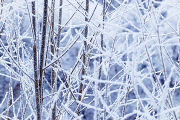 Nature patterns of frozen branches, close-up of frost-covered tree branches with snowy background, beauty of winter nature, white frosty twigs on dark blue blurred background, cold weather