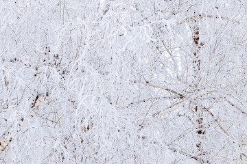Frost-covered branches as winter nature pattern, white closeup snow birch tree twigs with catkins, frozen tree against cold, snowy backgrounds. Natural aesthetic wintertime scenery