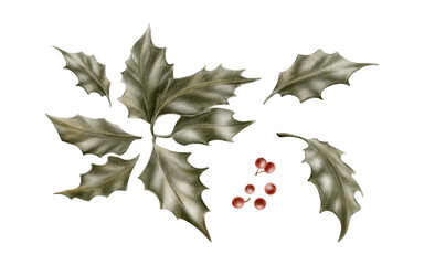 Fototapeta premium Vintage Christmas plant holly with leaves,berries as a symbol of holiday warmth and coziness.Watercolor illustration in vintage soft colors isolated on transparent background for prints,textile,cards