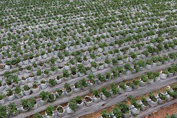 Obraz premium rows of tulips in a greenhouse