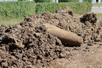 freshly harvested potatoes