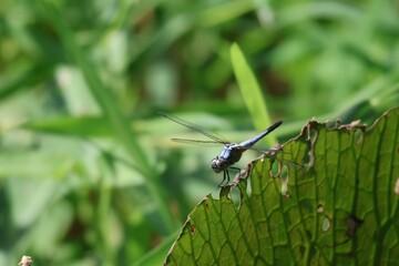 dragonfly on a branch