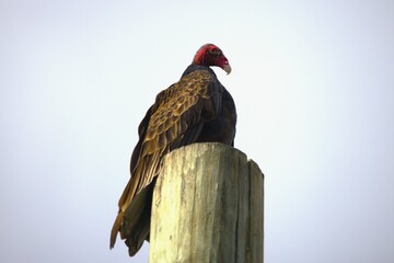 vulture on a branch