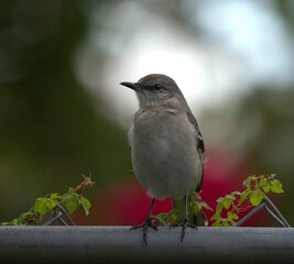 bird on a branch