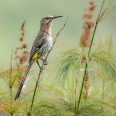 A Cape sunbird perches on a vibrant shrub, its iridescent feathers glinting in the sunlight. The...