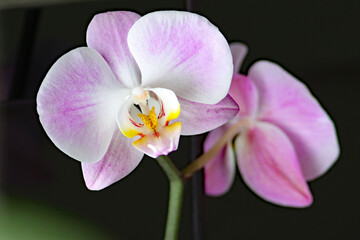 House plant