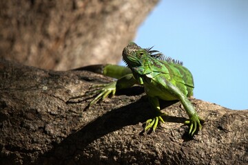 lizard on a tree taking a sun trying not freezer