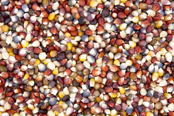 Background of colorful kernels of Indian Corn. Indian or flint corn is one of the many types of maize with colored kernels, either single or multiple colors. Popular autumn decorations.