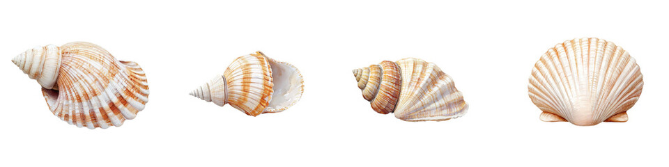 Obraz premium Variety of Seashells on Coastal Beach Background