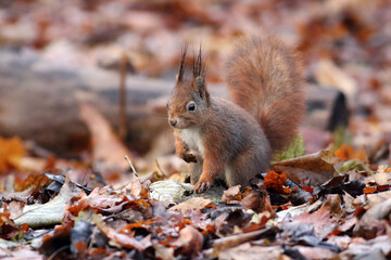 Fototapeta premium Red squirrel