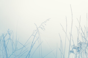 Frost-covered plants in winter forest at foggy sunrise. Winter nature background