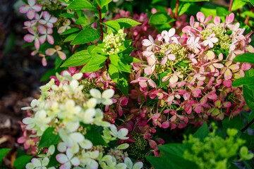 Naklejka premium A stunning shot of vibrant hydrangea flowers in full bloom, showcasing their exquisite colors and delicate petals. Captured in Brugge, Belgium, this image embodies the essence of summer beauty.