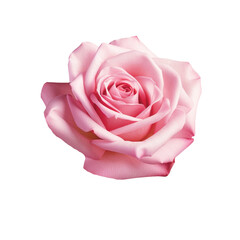Beautiful single pink rose isolated on transparent background.