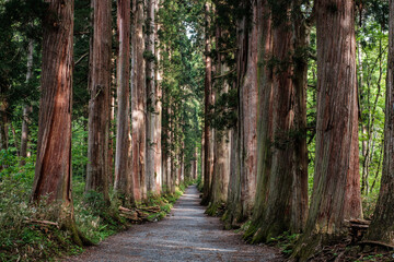 戸隠神社参道・杉並木