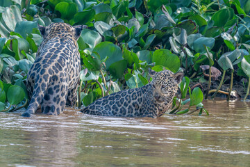 Female jaguar and cub in the Cuiaba River