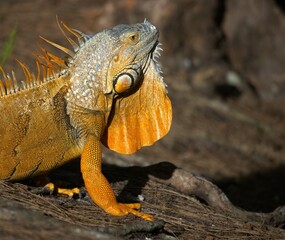 close up of iguana