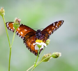 Obraz premium butterfly on a flower