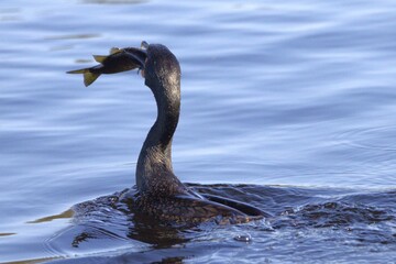 Fototapeta premium bird take a fish