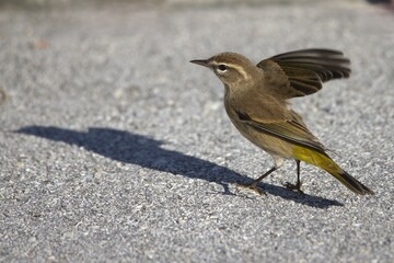 robin on the ground