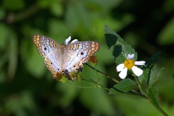 Obraz premium butterfly on a flower