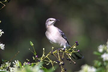 smocking bird in the branch