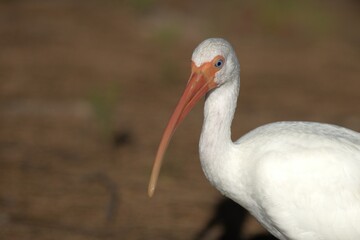 ibis in the forest